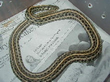 Plains hypo wc 09 Odd line 01 25 2009
