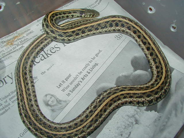 Plains hypo wc 09 Odd line 01 25 2009