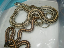 Plains hypomelanistic ?  female proven wc 08 09 25 08
