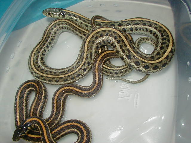 Plains hypomelanistic ?  female proven wc 08 09 25 08