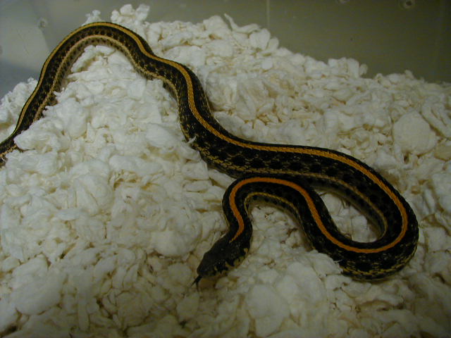 Plains normal adult female 06 07 2010