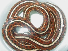 Plains red high red female 3 wc 09 01 25 2009