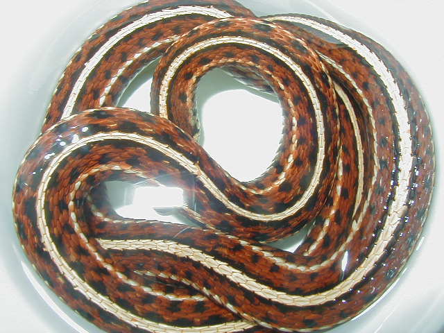 Plains red high red female 3 wc 09 01 25 2009