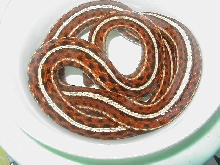 Plains red high red female 4 wc 09 01 25 2009
