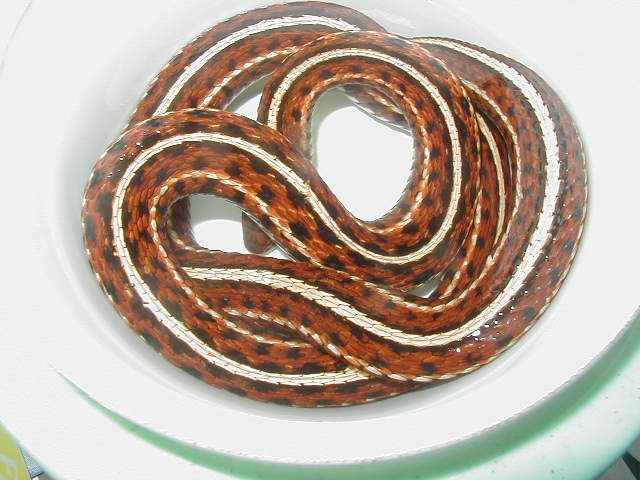 Plains red high red female 4 wc 09 01 25 2009