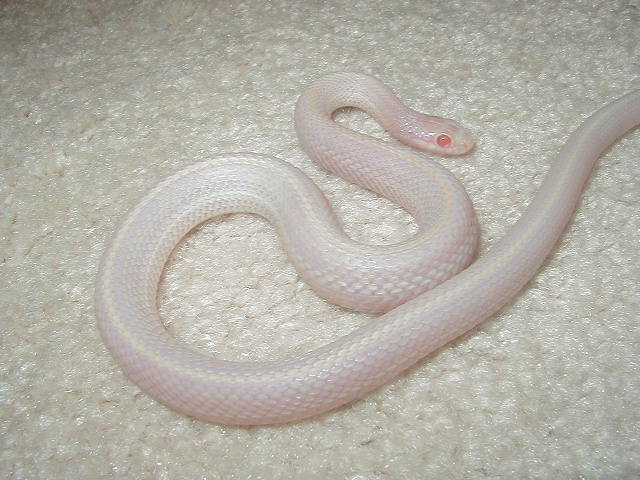 Snowbino plains