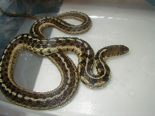 Eastern spotted female 2 wc 08 09 25 08