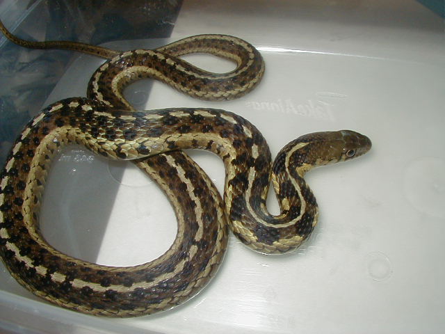 Eastern spotted female 2 wc 08 09 25 08