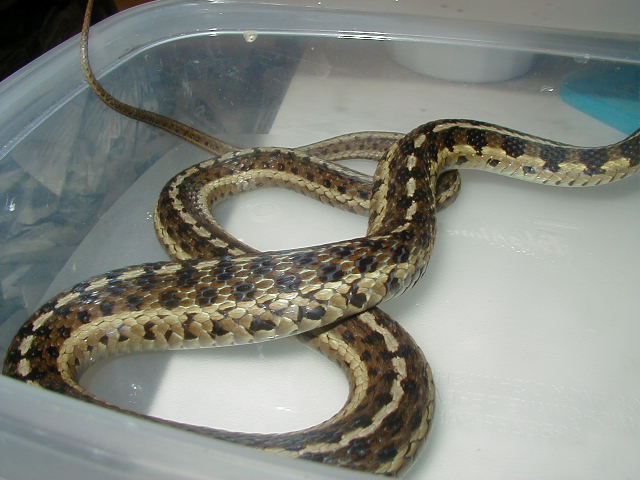 Eastern spotted female 3 wc 08 09 25 08