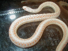 Xmas albino plains