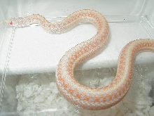Xmas albino plains