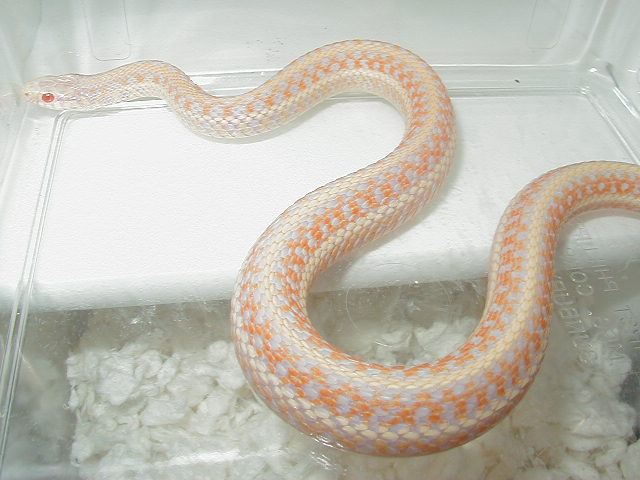 Xmas albino plains