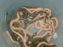 Xmas plains & Het Xmas & PH Nebraska albino 2008