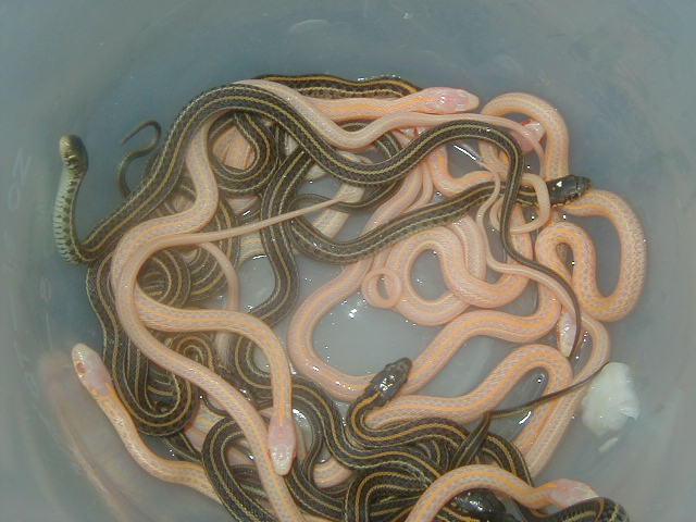 Xmas plains & Het Xmas & PH Nebraska albino 2008