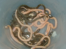Xmas plains & Het Xmas & PH Nebraska albino 2008