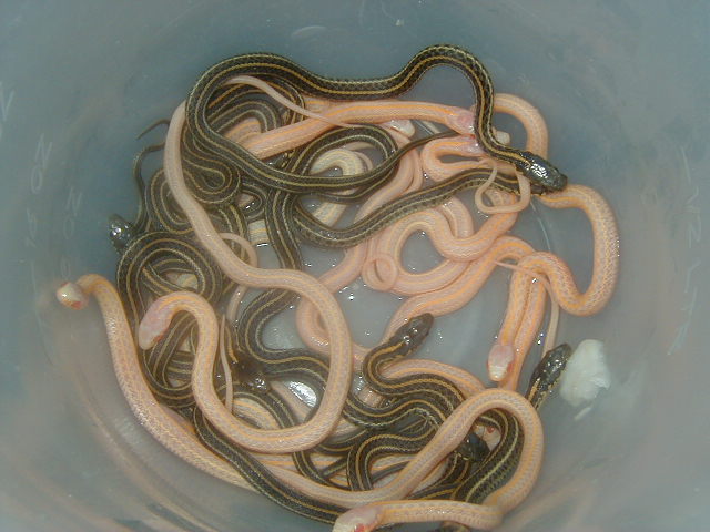 Xmas plains & Het Xmas & PH Nebraska albino 2008