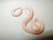 Xmas plains PH Nebraska albino 2008