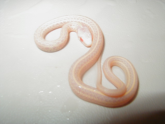 Xmas plains PH Nebraska albino 2008