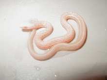 Xmas plains PH Nebraska albino 2008