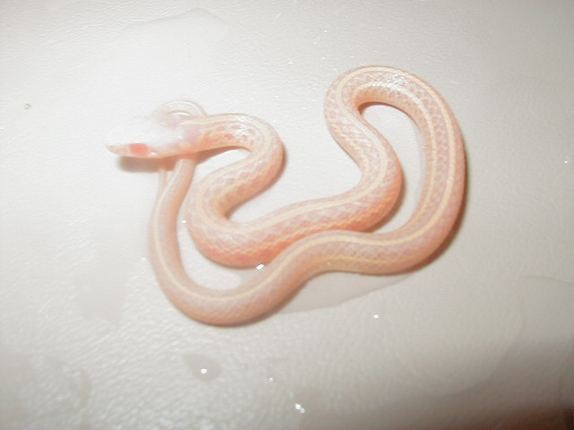 Xmas plains PH Nebraska albino 2008