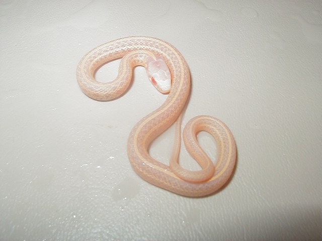 Xmas plains PH Nebraska albino 2008