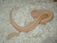 Xmas albino adult female 2008