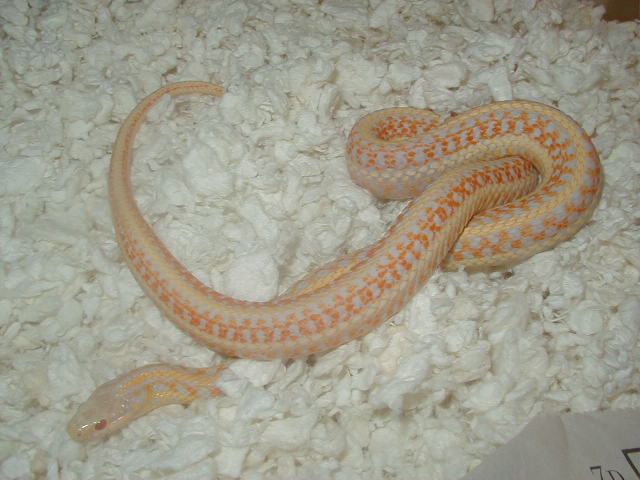 Xmas albino adult female 2008