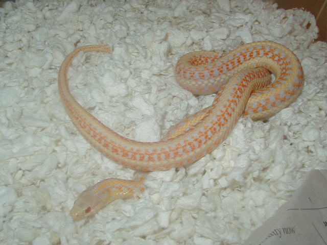 Xmas albino adult female 2008