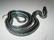 Puget Sound garter-adult female