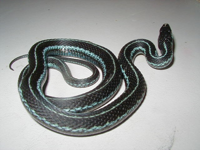 Puget Sound garter-adult female