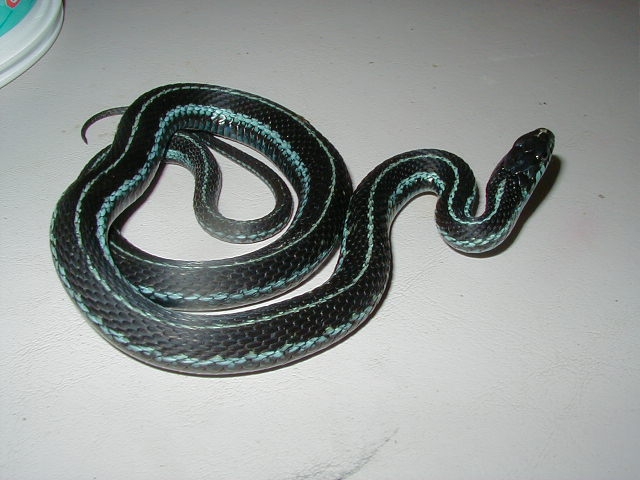 Puget Sound garter-adult female