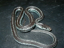 Puget Sound garter-adult female
