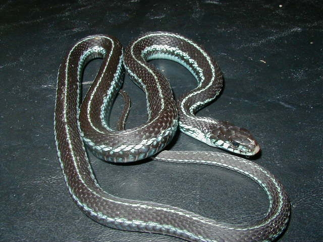 Puget Sound garter-adult female
