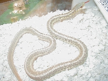 QEastern albino NY paradox albino strain
