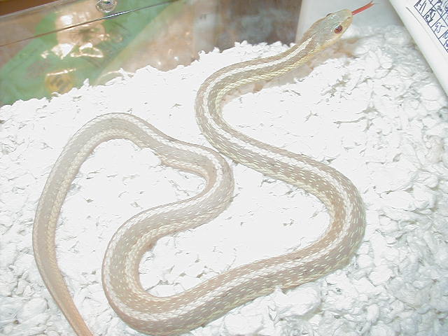 QEastern albino NY paradox albino strain