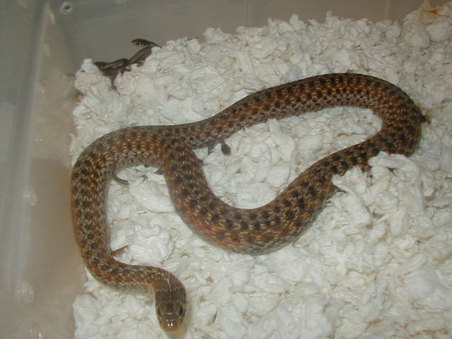 QEastern Florida erythristic small adult