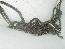 Eastern erythristic small Florida strain adult female x NY paradox albino