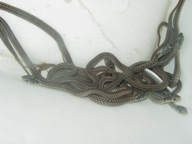 Eastern erythristic small Florida strain adult female x NY paradox albino