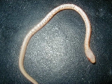 Red Sideds albino 2008