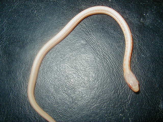 Red Sideds albino 2008