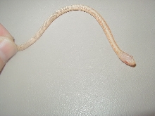 Red Sideds albino 2008