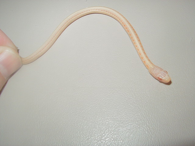 Red Sideds albino 2008