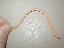Red Sideds albino 2008