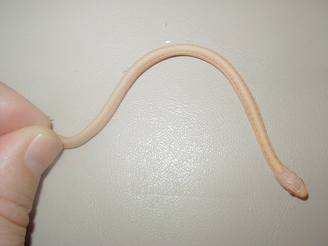 Red Sideds albino 2008