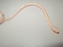 Red Sideds albino 2008
