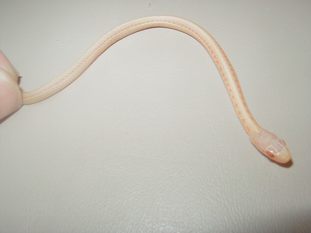 Red Sideds albino 2008