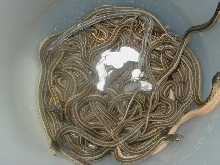 Red Sideds DH Snows and albinos 2008