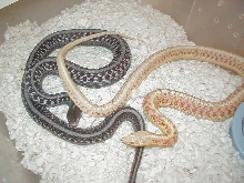 Red Sided albino Kansas strain and Anerythristic