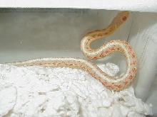 Red Sided albino Kansas 06 male proven
