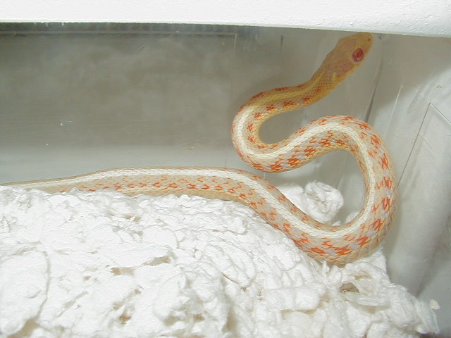 Red Sided albino Kansas 06 male proven